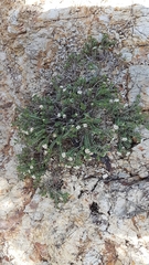Pimelea prostrata