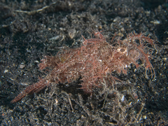 Pteroidichthys amboinensis