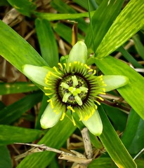 Passiflora sexocellata