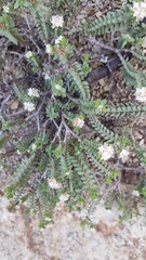 Pimelea prostrata