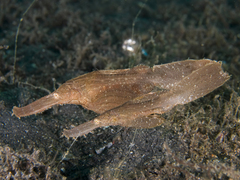 Solenostomus cyanopterus