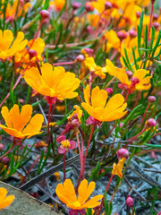 Hibbertia stellaris