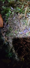 Diplopoda
