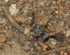 Polyrhachis schistacea