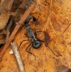 Polyrhachis schistacea