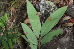 Guioa acutifolia