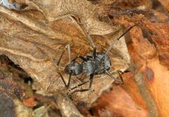Polyrhachis schistacea