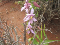 Cyanella orchidiformis
