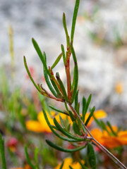 Hibbertia stellaris