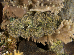Tridacna noae