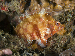 Pteragogus enneacanthus