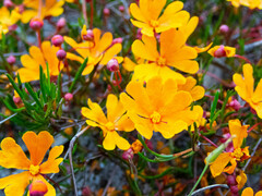 Hibbertia stellaris