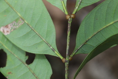 Guioa acutifolia