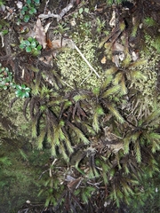 Dendroligotrichum tongariroense