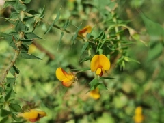 Pultenaea spinosa
