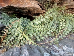 Asplenium flabellifolium