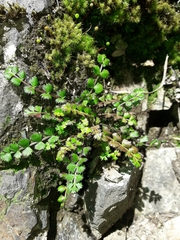 Anisotome aromatica