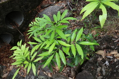 Guioa acutifolia