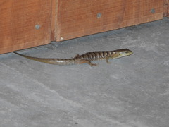 Elgaria multicarinata multicarinata