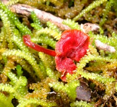 Cruentomycena viscidocruenta