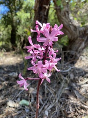Dipodium roseum