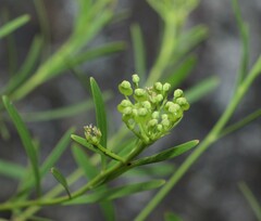 Platysace valida