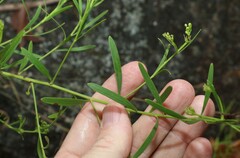 Platysace valida