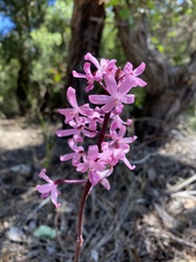 Dipodium roseum