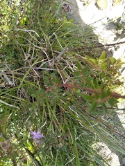 Rosa transmorrisonensis