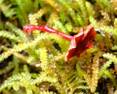 Cruentomycena viscidocruenta
