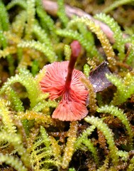 Cruentomycena viscidocruenta
