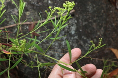 Platysace valida