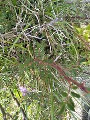 Rosa transmorrisonensis