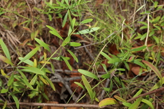 Platysace valida