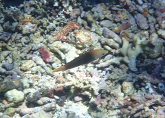 Halichoeres podostigma