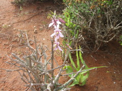 Cyanella orchidiformis