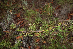 Platysace valida