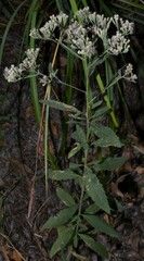 Eupatorium semiserratum