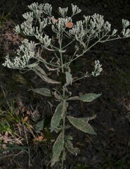Eupatorium semiserratum