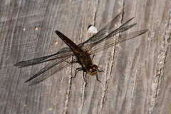 Sympetrum frequens