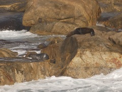 Arctocephalus forsteri