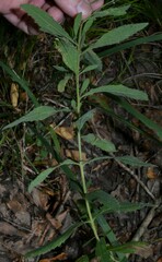 Eupatorium semiserratum