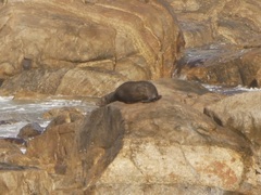 Arctocephalus forsteri