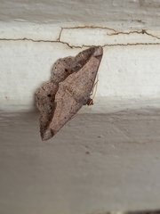 Chiasmia rectistriaria