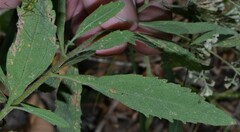 Eupatorium semiserratum