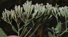 Eupatorium semiserratum