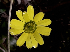 Ranunculus verticillatus
