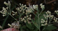 Eupatorium semiserratum