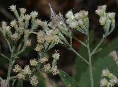 Eupatorium semiserratum