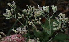 Eupatorium semiserratum